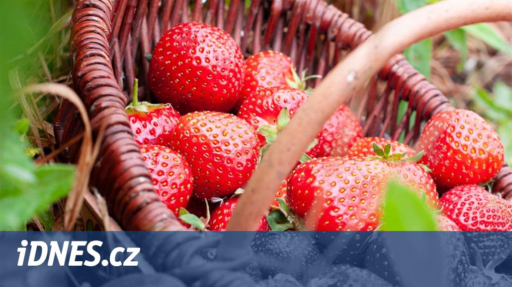 Samosběry jahod si najděte podle naší mapy. Desatero pro úspěšný lov -  iDNES.cz