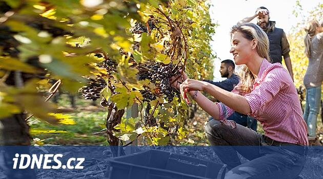 Çek Cumhuriyeti'nde bir milyondan fazla var. Burada en fazla üçte ikisi istemsiz