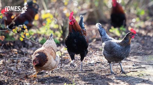 Tak trochu jiná óda na kuřata. V zavřeném KFC plánují muzeum empatie s kuřaty