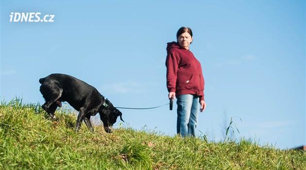 Merkeze köpek girişinin yasaklanması? Chastava, dağınık sahiplere karşı önlemler almayı düşünüyor