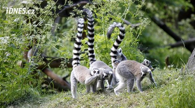 Ostrava hayvanat bahçesinden bir lemur kaçtı
