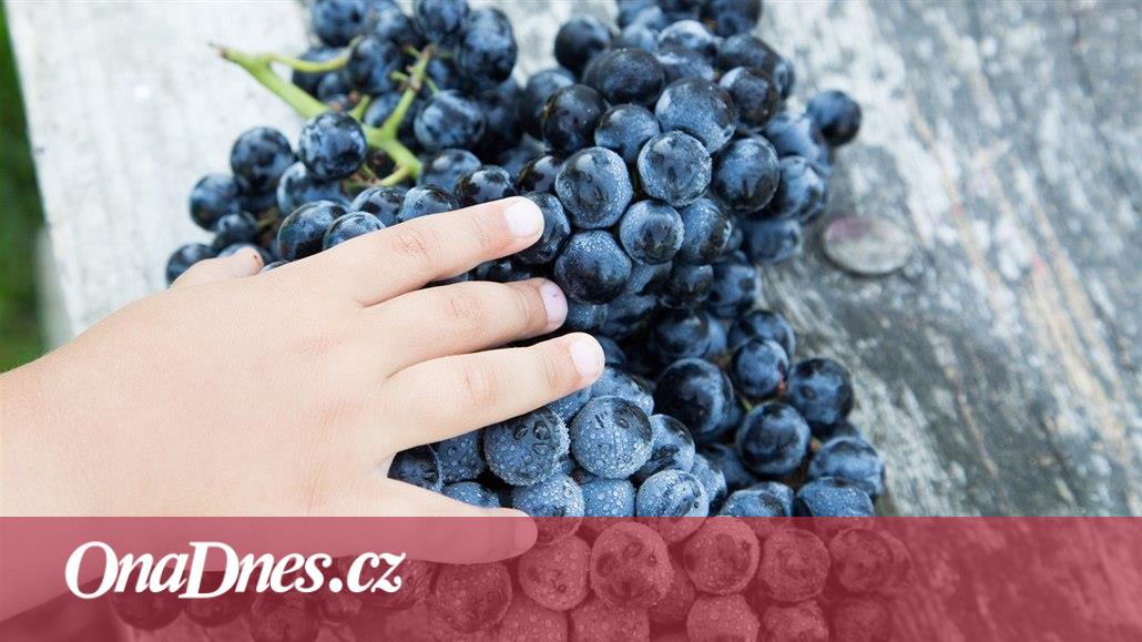 Vyčistí pleť, posílí imunitu. Využijte nečekané benefity hroznového vína