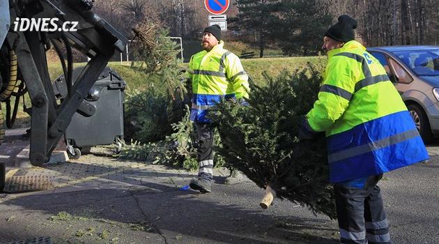 Çöp toplayıcıları ağaçları Ostrava'daki evlerden belediyenin kompost tesisine götürecek