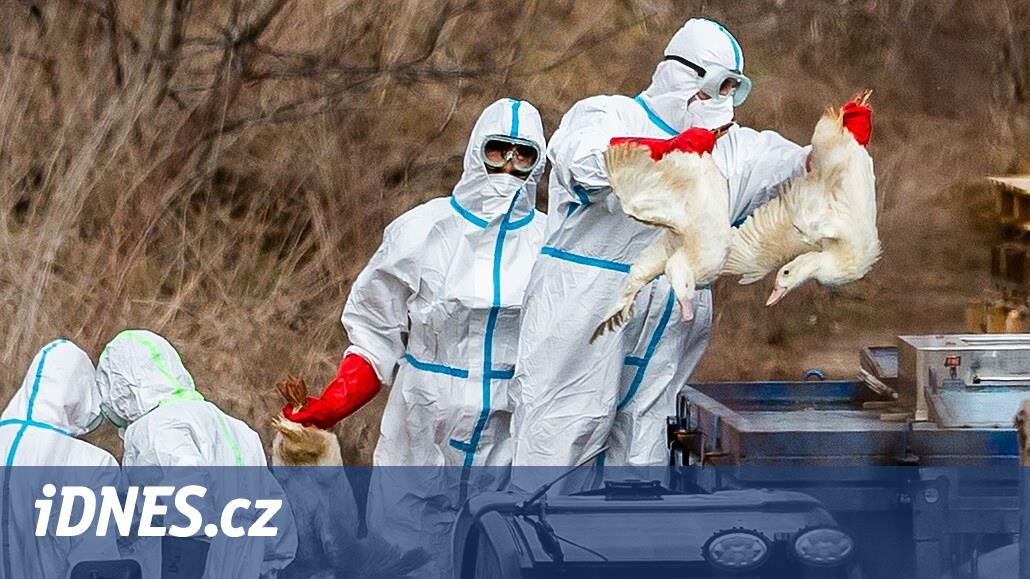 Kuş gribi başka bir büyük çiftliği de etkiledi. Třebíčsk'te 50 bin ördek harcamak zorundalar