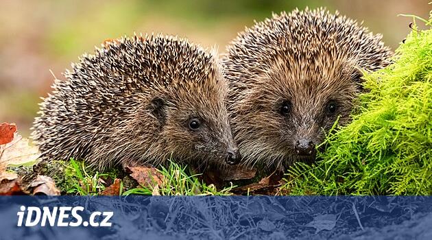 V záchranných stanicích končí ježčí potěr, často vinou lidí - iDNES.cz
