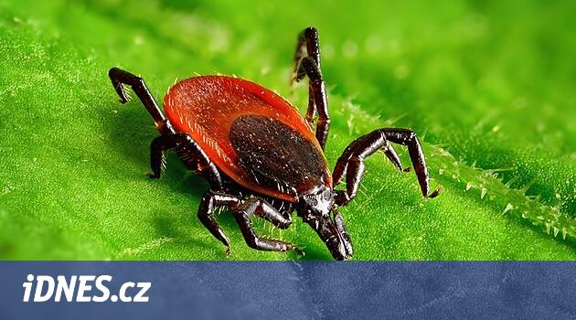 Güney Bohem hijyenistleri büyüyen Borreliosis'i kaydeder