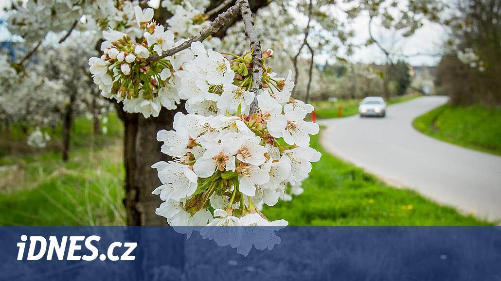 Květy ovocných stromů jsou v ohrožení. V noci se místy vrátí neúprosný mráz - iDNES.cz