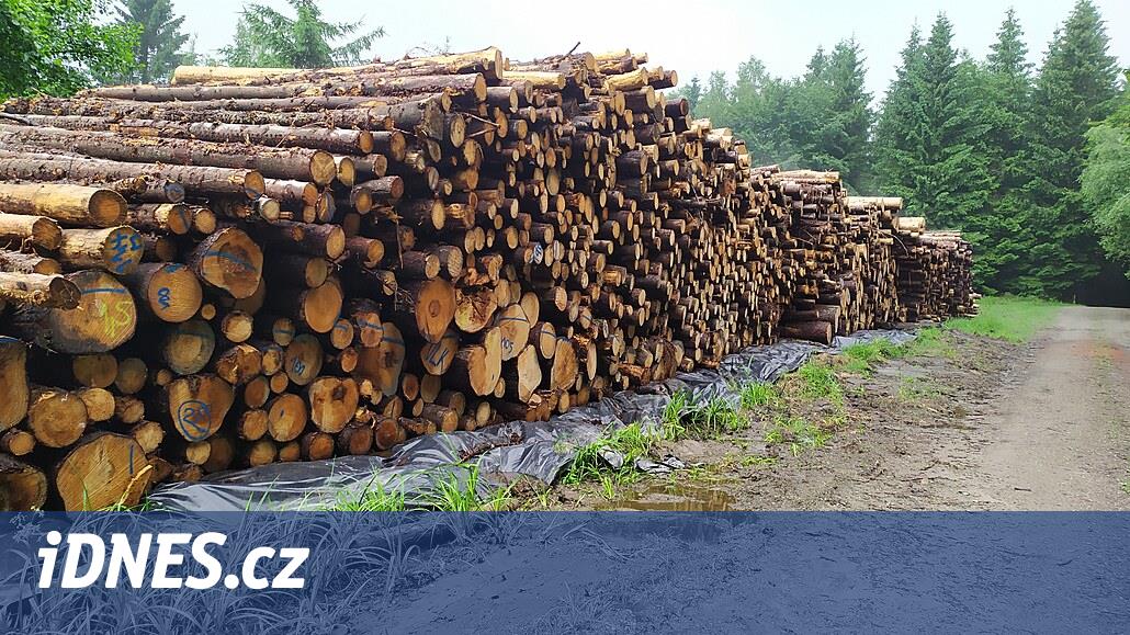 Kabuk böcekleri ılıman yılı engelliyor; felaket anından itibaren ormanların yalnızca yüzde üçü zorla kesildi