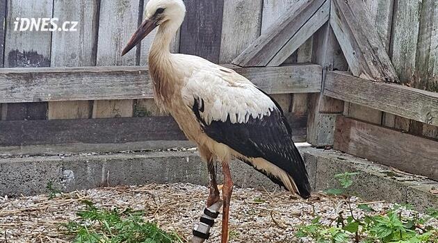 Bacağının bir kısmını kaybeden leylek, insanlar sayesinde yeni bir kuşhaneye kavuşacak