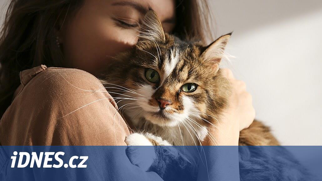 Kočky nás dělají zdravějšími. Snižují bolest i stres, chrání naše srdce -  iDNES.cz