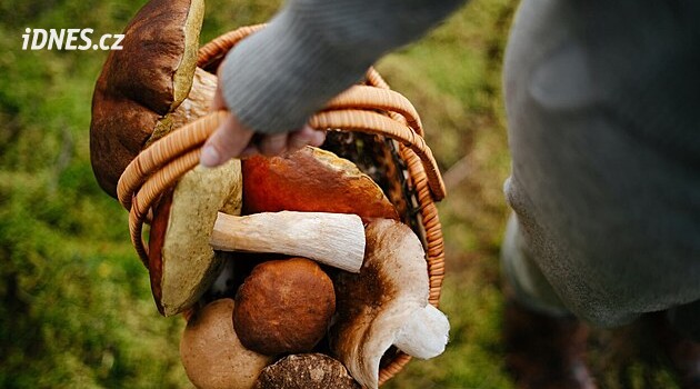 Nasbírali jste plný košík hřibů? Tuhle chybu dělá po návratu z lesa spousta houbařů