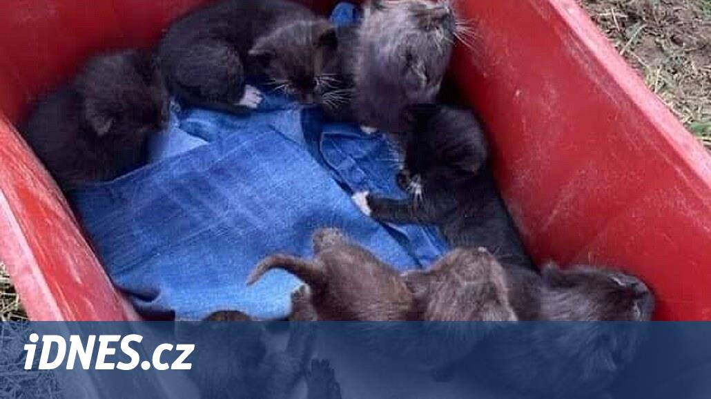 Sedm koťat někdo pohodil na poli, další kočky živořily v bytě mrtvé ženy -  iDNES.cz