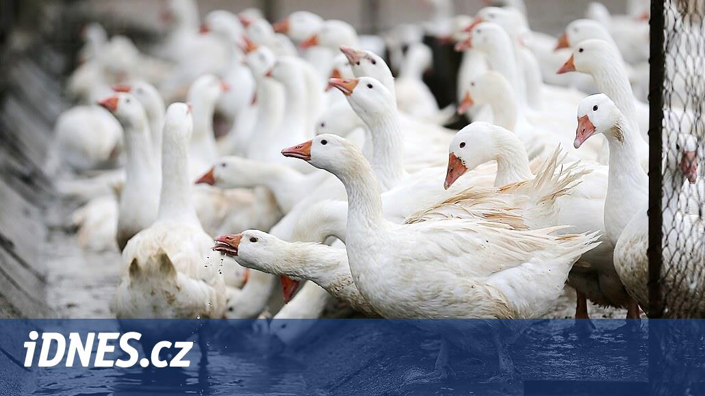 Şirket, Jindřichův Hradec bölgesinde daireler inşa etmek istiyor.