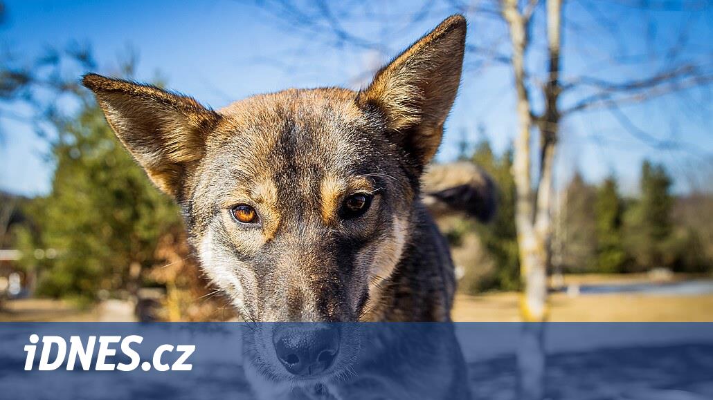V Karviné pes vážně pokousal dva seniory. Policie ho musela zastřelit