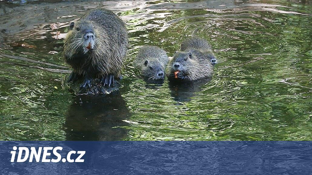 Nutrie nechtěla pustit kozy do chlívku, museli ji vyhnat hasiči s lopatou - iDNES.cz