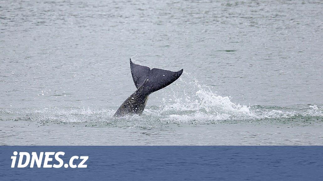 En France, il était impossible de sauver l’orque sur la Seine, l’animal est mort dans la douleur