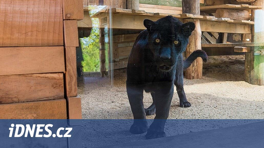 Jaguáři jsou zpět, zoo Zlín jim připravila největší zázemí v Evropě -  iDNES.cz