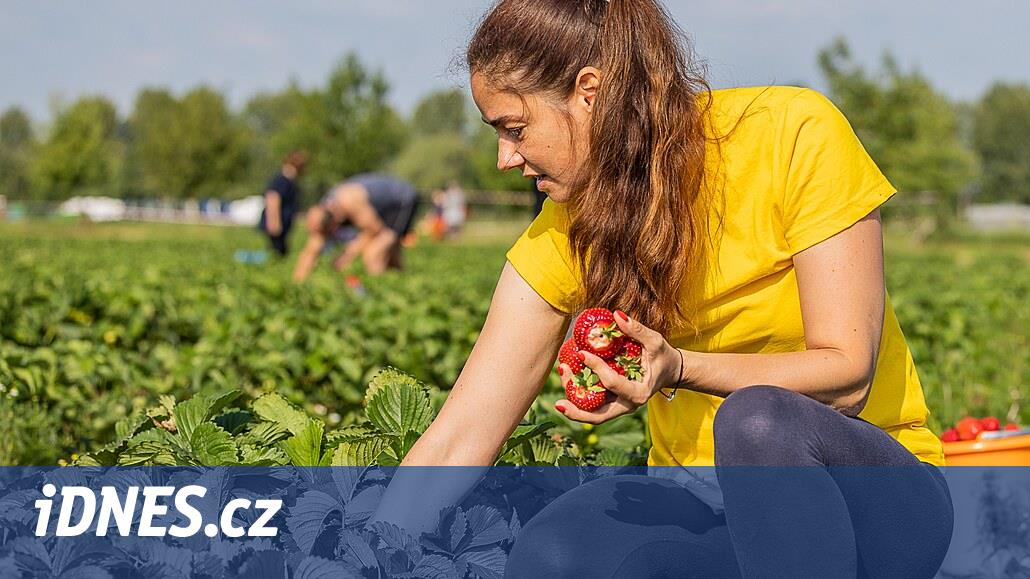 Az sayıda çilek olacak, dondan zarar görmüşler.  Bazı yerlerde kişisel toplama noktaları bile açılmıyor