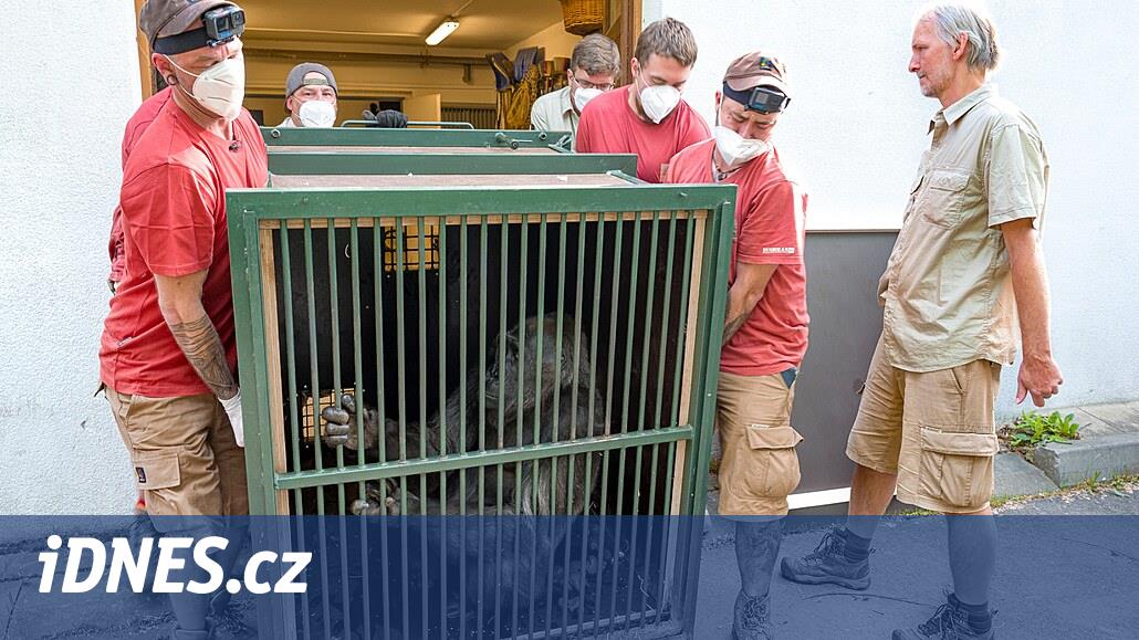 Gorilí samice v Zoo Praha se přestěhovaly, dočkají se i nového samce - iDNES .cz