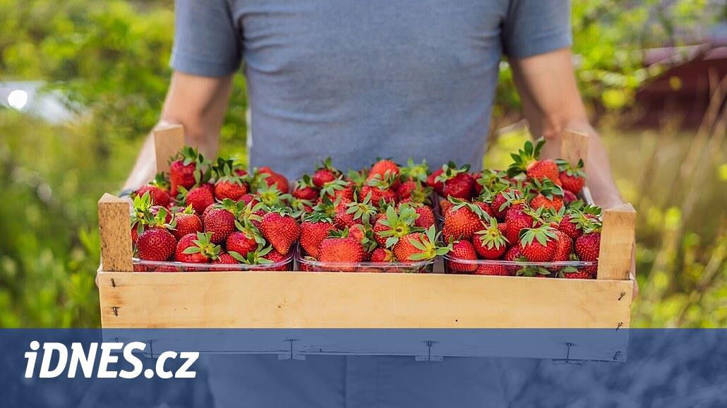 Studentská brigáda v zahraničí. Jak je to s pojištěním a daněmi – iDNES ...