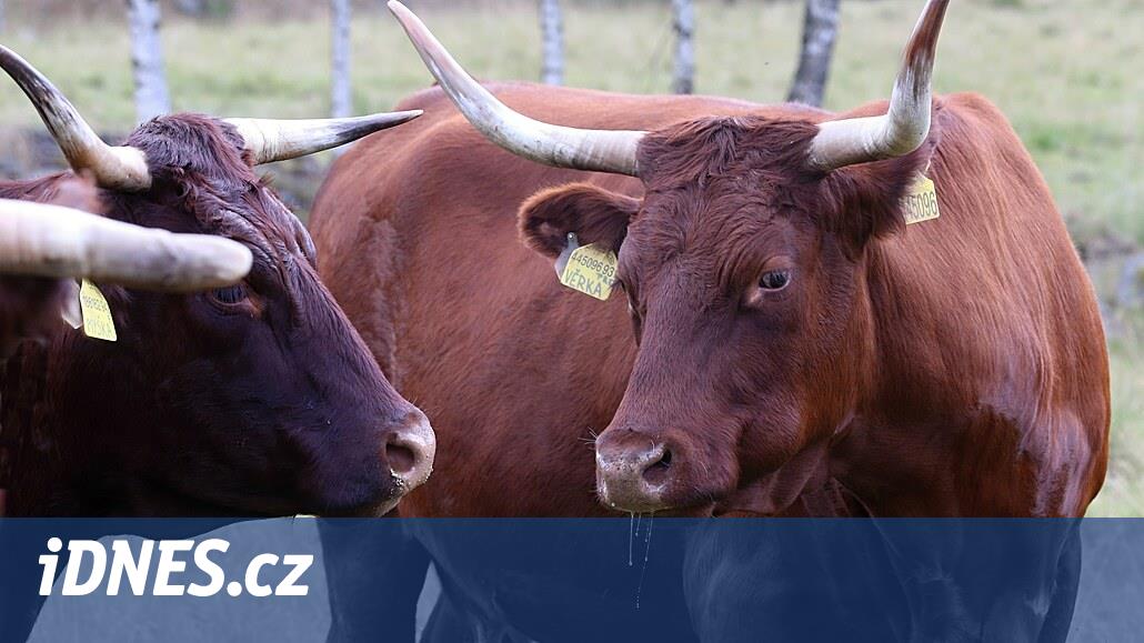 İki bin ata yalnızca üç doktor.  Ústí Bölgesi'ndeki veteriner hizmetleri çöküyor