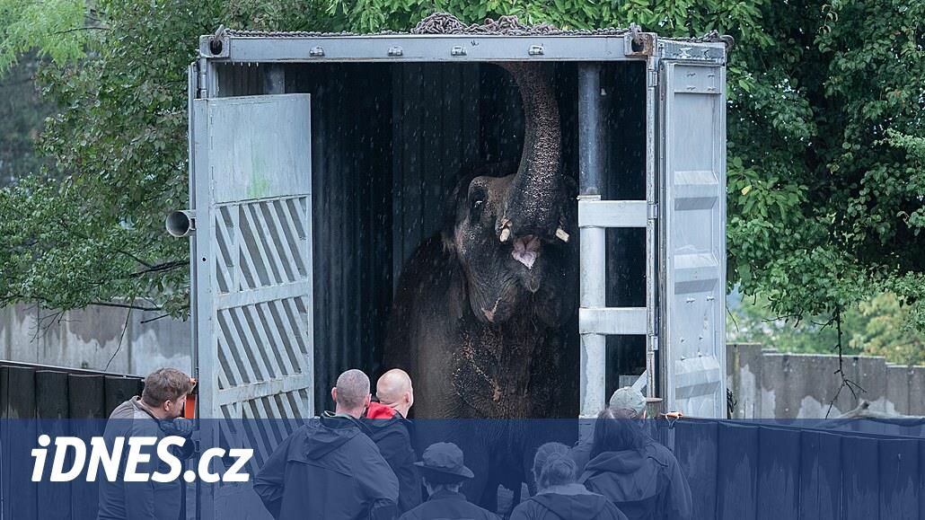 La captivité des éléphants se termine mercredi, la femelle Delhi s’habitue à sa nouvelle maison en France