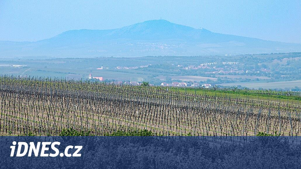 Şarap üreticilerinin yirmi yıllık bir planı var. Sayfa veya alçolik olmayan daha yüksek üretim ve şarap istiyorlar