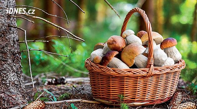 Češi, národ houbařů. Lidé si z lesa loni přinesli houby za sedm miliard