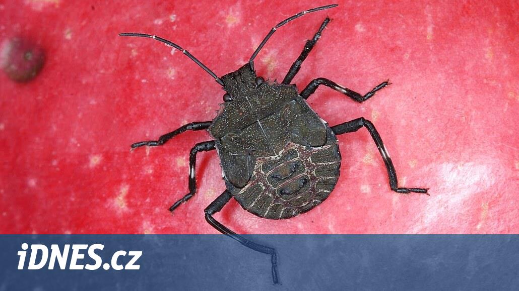 Kněžice vtrhly do domácností. Zjistěte, jak se jich zbavit šetrně