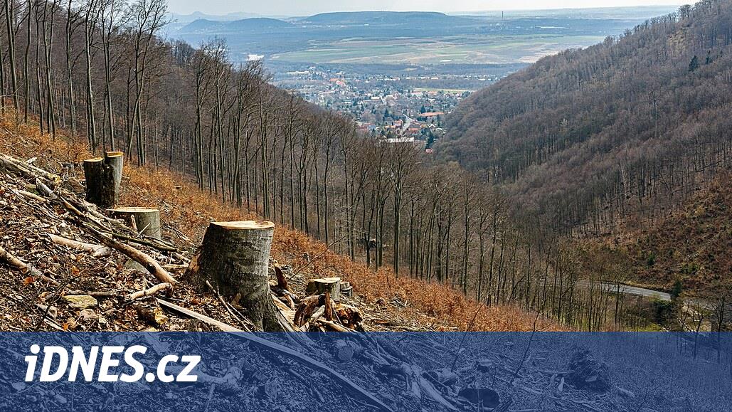 Aşırı ormansızlaşma kontrollerinin bedelini kim ödeyecek?  Kimse rapor vermiyor