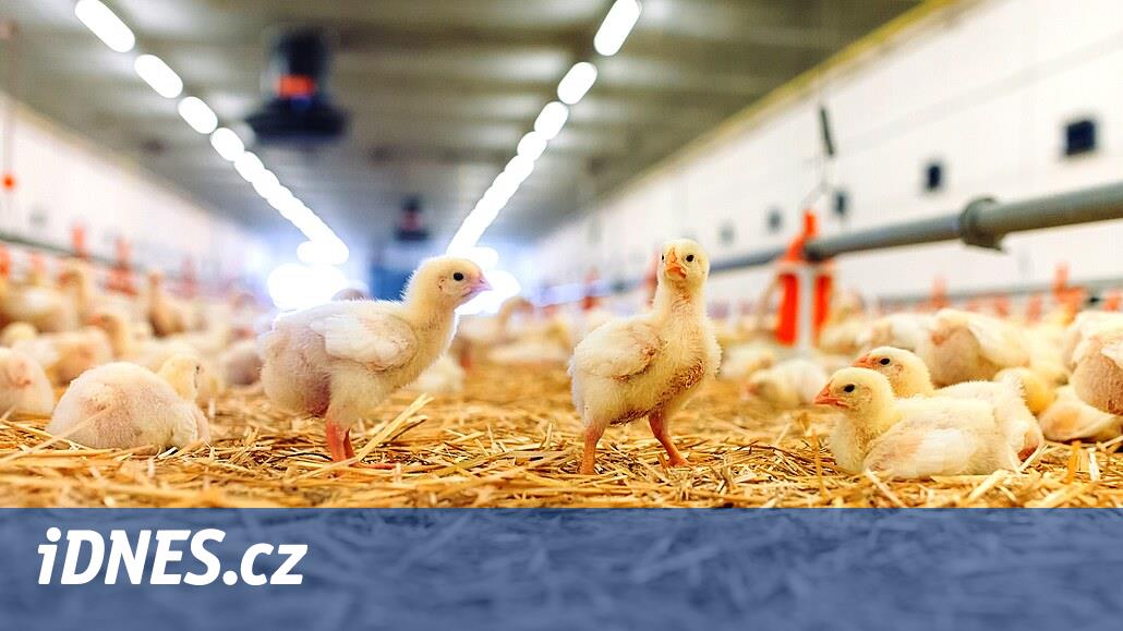 Kümes hayvanı çiftçileri satın alma fiyatları, indirimler ve yüksek maliyetler nedeniyle zorluk yaşıyor