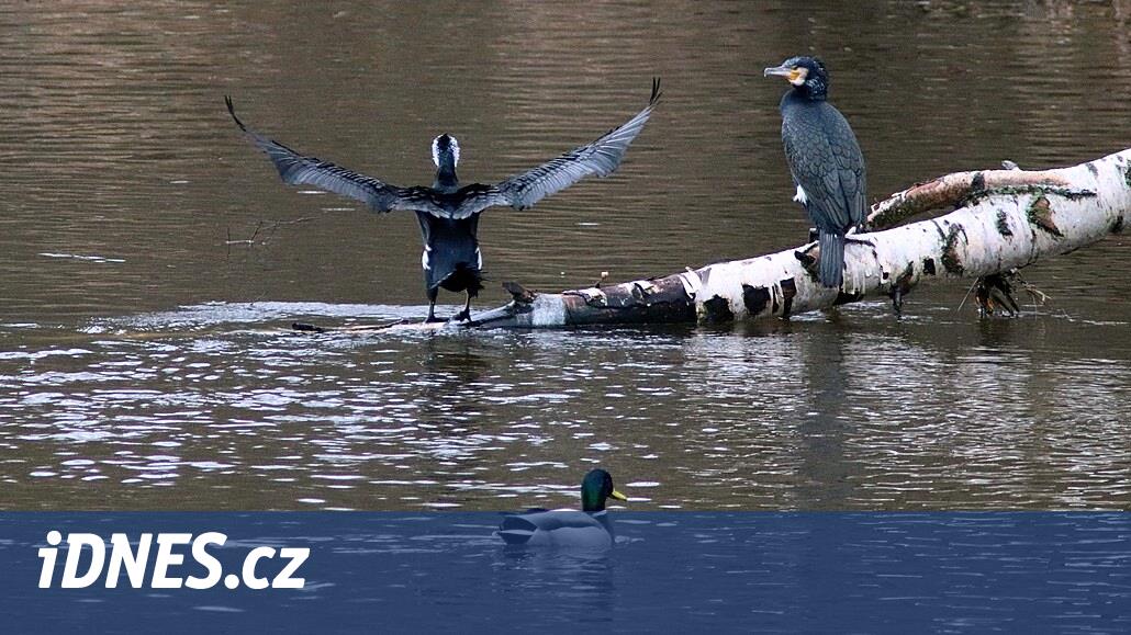 Çok fazla. Balıkçılar yırtıcılarla kavga eder ve üreme göletlerinden ayrılır