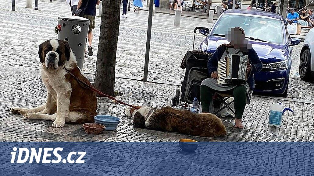 Köpekli dilencilik yapan Romenler hâlâ Prag'da, polisler onları kendi dillerinde azarladı