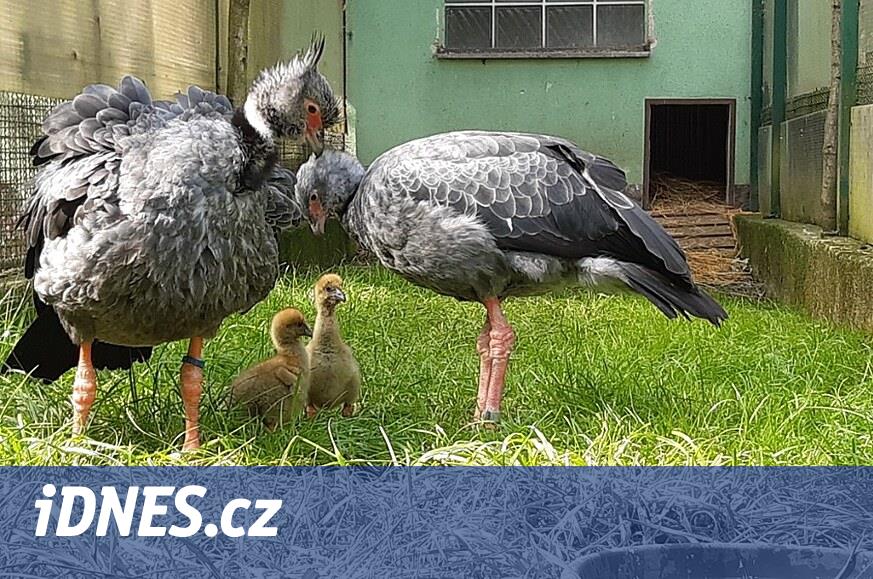 Güney Amerika’dan bir çığlık atan kişi. Olomouc’ta tuhaf yakalı çay yetiştirmekle övünüyorlar