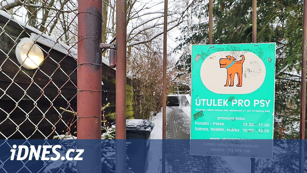 Tulk çağından itibaren köpek arıyorum, bu eğilim yetiştiricilerin baba fiyatlarını da etkiliyor