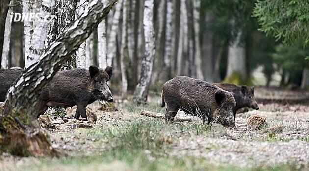 Köpekler yaban domuzlarından bulaşan ölümcül bir hastalık riski altında olabilir