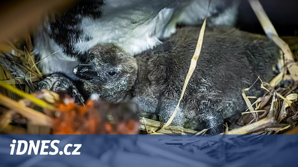 Kötü bir başarısızlıktan sonra Dvo Krlov’un yağı bu milyar için yumurtadan çıktı