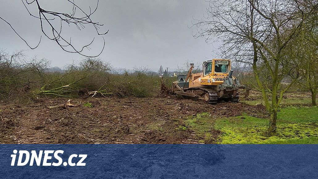 Son elma ağacı, Olomouc bölgesindeki yetiştiriciler tarafından tahmin edilen üç yıl içinde düşüyor