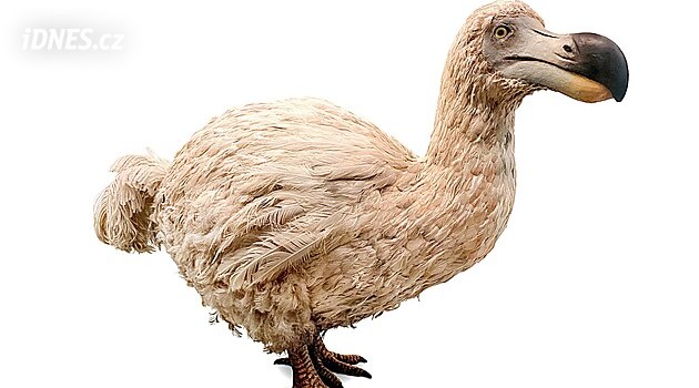 Dodo znovu na scéně? Vědci chtějí pomocí AI oživit blbouna nejapného