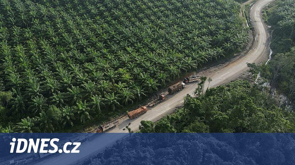 Dokažte, že nekácíte lesy, naléhá Evropská unie na farmáře. Biti budou ti malí - iDNES.cz
