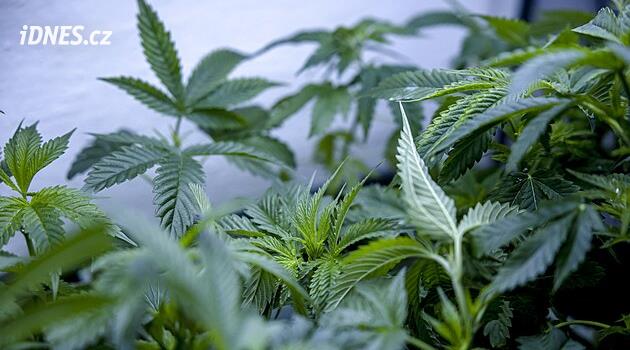 Konopí z domácích zahrad i pěstíren. Černý trh v kraji navzdory legalizaci žije