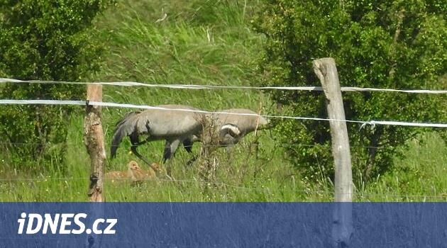 Nejvyšší pták Evropy jeřáb popelavý vyvedl na Náchodsku dvě mláďata - iDNES.cz