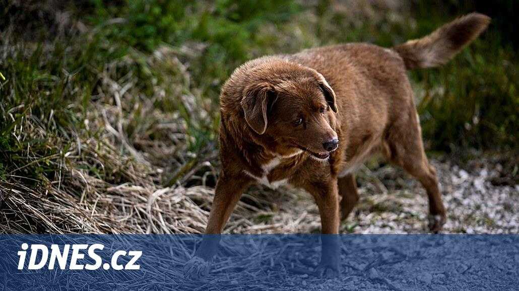 Chybí důkazy, a tak Bobi přišel posmrtně o titul nejstaršího psa na světě - iDNES.cz