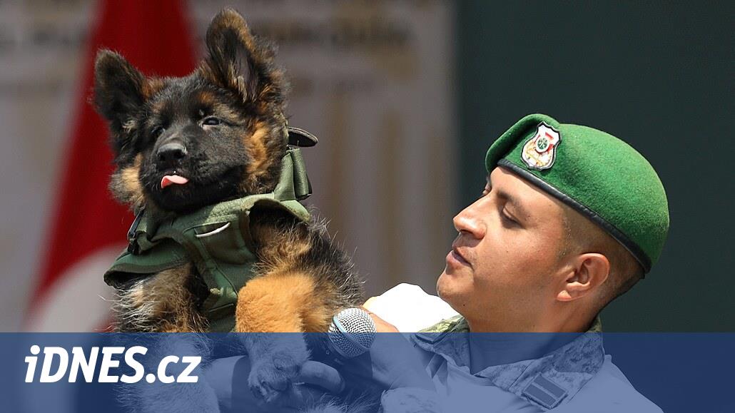 Mexické armádě uhynul pes po zemětřesení, od Turků dostala rozkošné štěně -  iDNES.cz