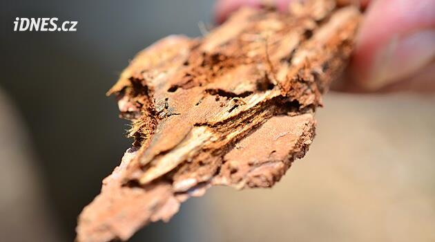 Kůrovec v Brdech ustupuje, napadené stromy lesníci vyhledávají i pomocí satelitu