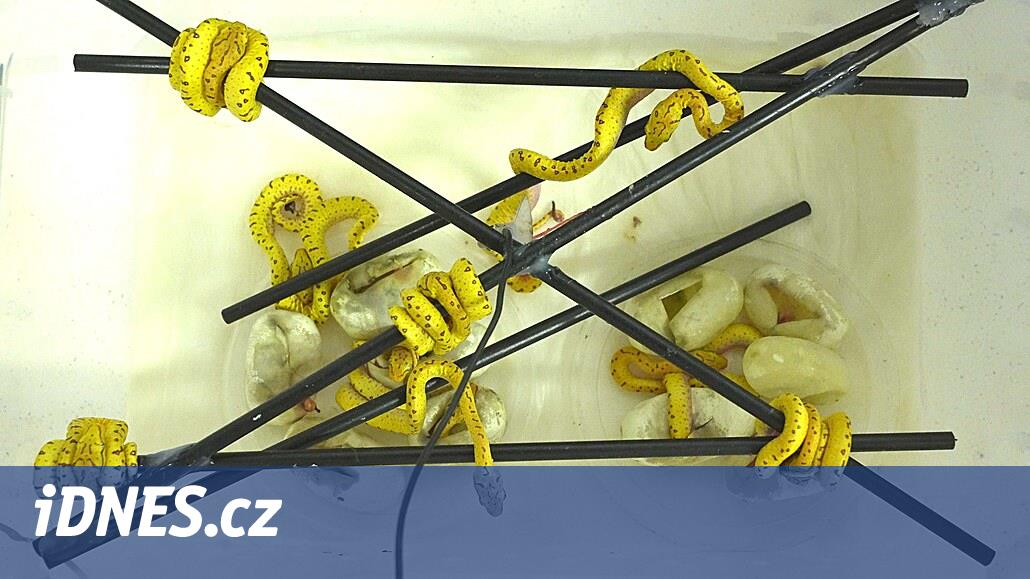 Evropská vzácnost. Krajty zelené se v ostravské zoo poprvé rozmnožily - iDNES.cz