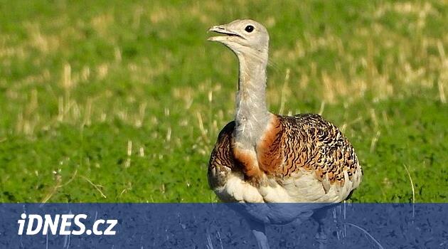 Z Česka skoro vymizel, teď se největší polní pták objevil na Kroměřížsku -  iDNES.cz