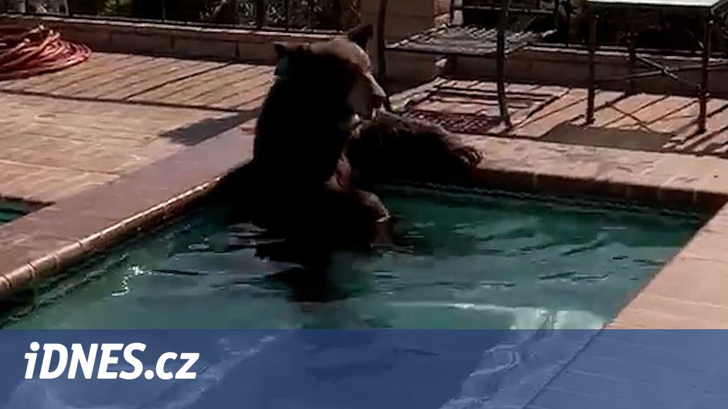 VIDEO: Bylo mu horko. V bazénu u kalifornské vily se zchladil medvěd - iDNES.cz