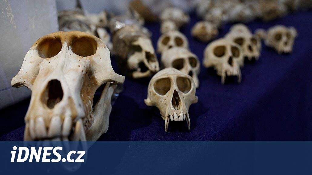 Massacre de Primt au Cameroun.  Les douaniers français ont confisqué des centaines de crânes de singes