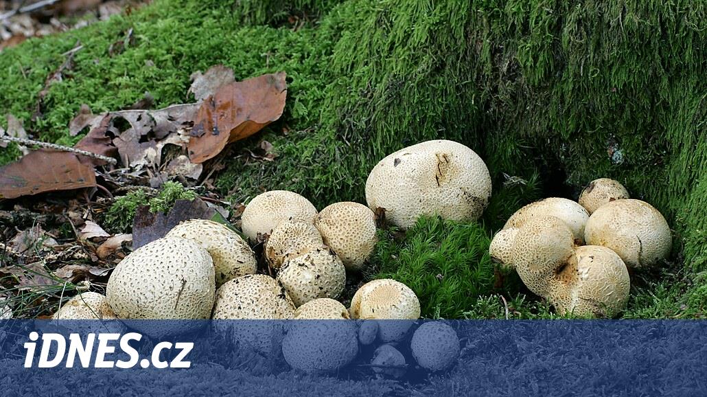 Pro zvracejícího chlapce musel vrtulník, na táboře se otrávil houbami